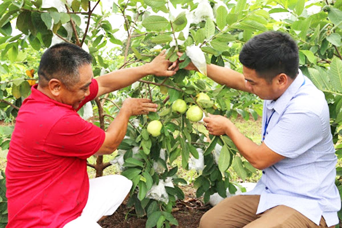 Ổi Khánh Thành có chất lượng cao nhờ sản xuất đúng quy trình (Ảnh TL).