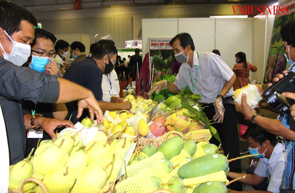 XK xoài của Việt Nam cần nâng cao năng lực để tăng tỷ trọng trong tổng kim ngạch XK trái cây.