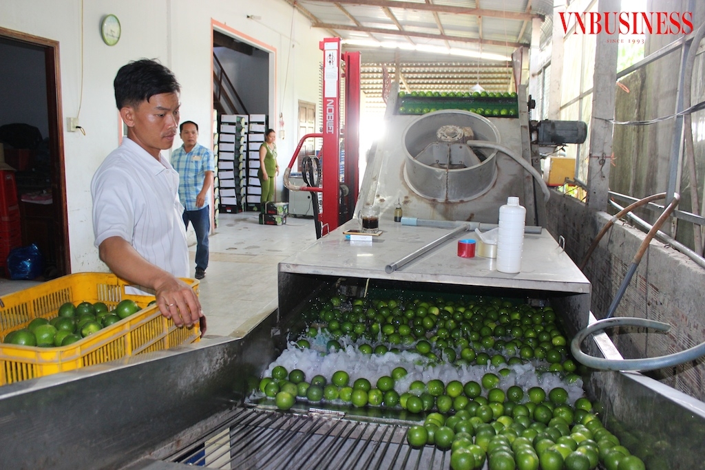 Các QTDND ở Tp.HCM đã giúp nhiều người hộ gia đình, HTX, doanh nghiệp vừa và nhỏ có vốn để mở rộng sản xuất kinh doanh.