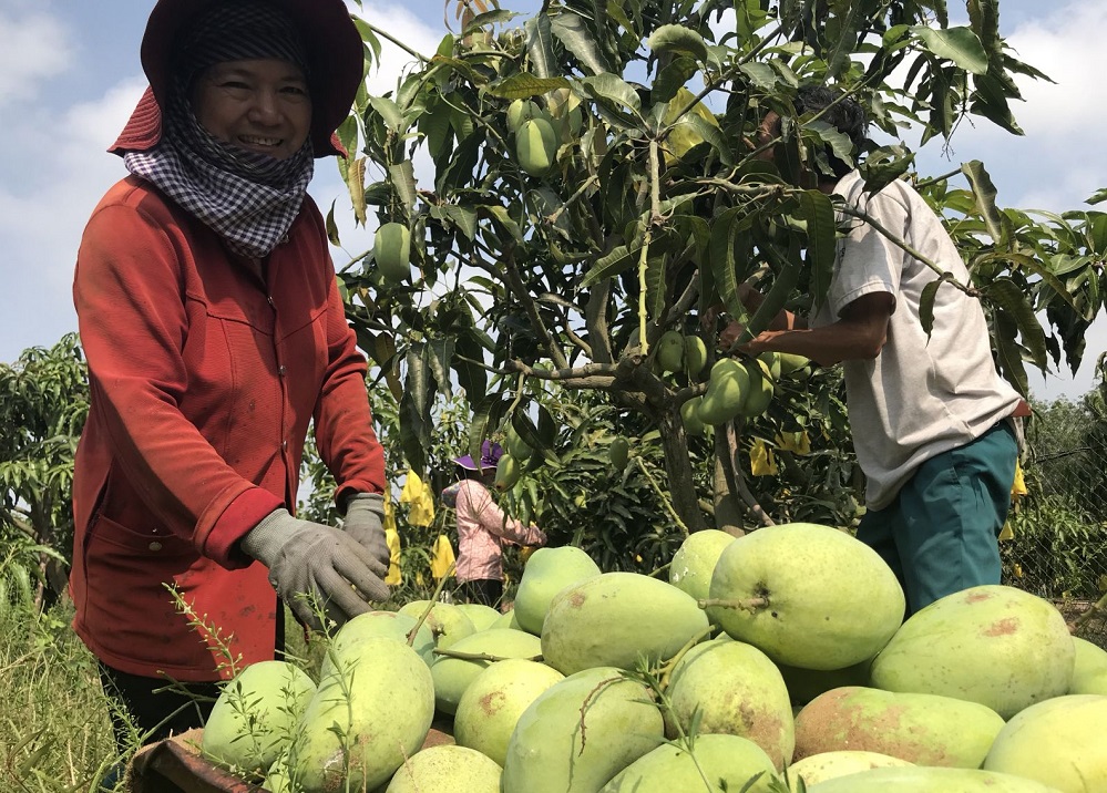 Các HTX có vai trò rất quan trọng trong nâng cao chất lượng tiêu chuẩn xoài, hướng tới mục tiêu xuất khẩu 650 triệu USD vào năm 2020 (Ảnh: Int)