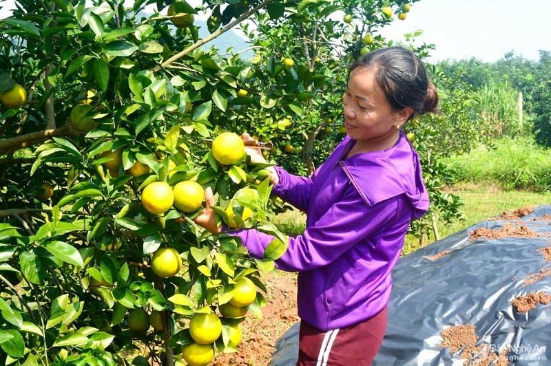 Cam đạt tiêu chuẩn VietGAP giúp đầu ra ngày một rộng mở.