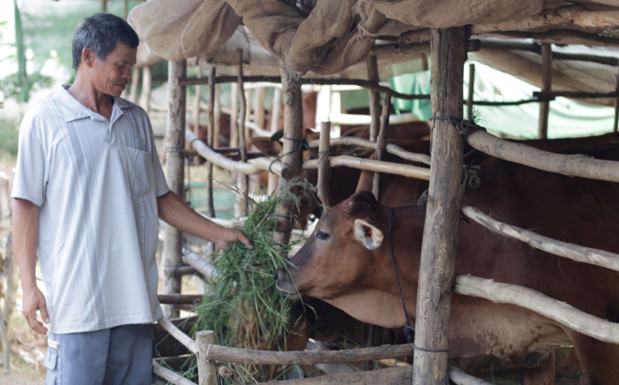 Mô hình chăn nuôi an toàn sinh học ở Bình Tân đang cho hiệu quả tích cực (Ảnh TL).