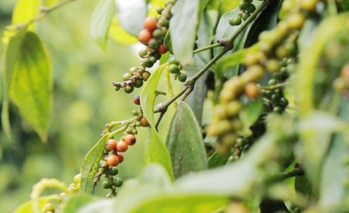 Chất lượng là chìa khóa giúp sản phẩm hồ tiêu Ngọc Hòa khẳng định thương hiệu (Ảnh TL).