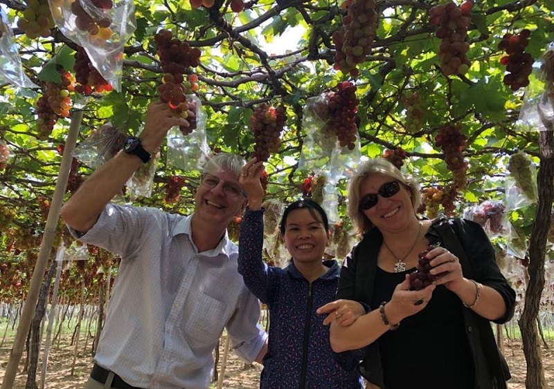 HTX nho Evergreen sản xuất hiệu quả nhờ đầu tư ứng dụng công nghệ cao.