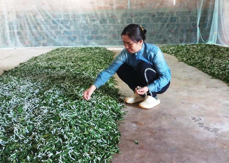 Trồng dâu nuôi tằm là nghề có nhiều triển vọng ở xã Liêm Phú.