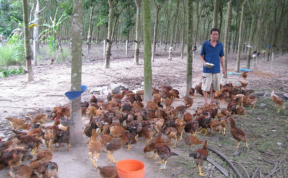 Các tổ hợp tác đóng vai trò quan trọng trong phát triển chăn nuôi ở Bàu Bàng (Ảnh TL).