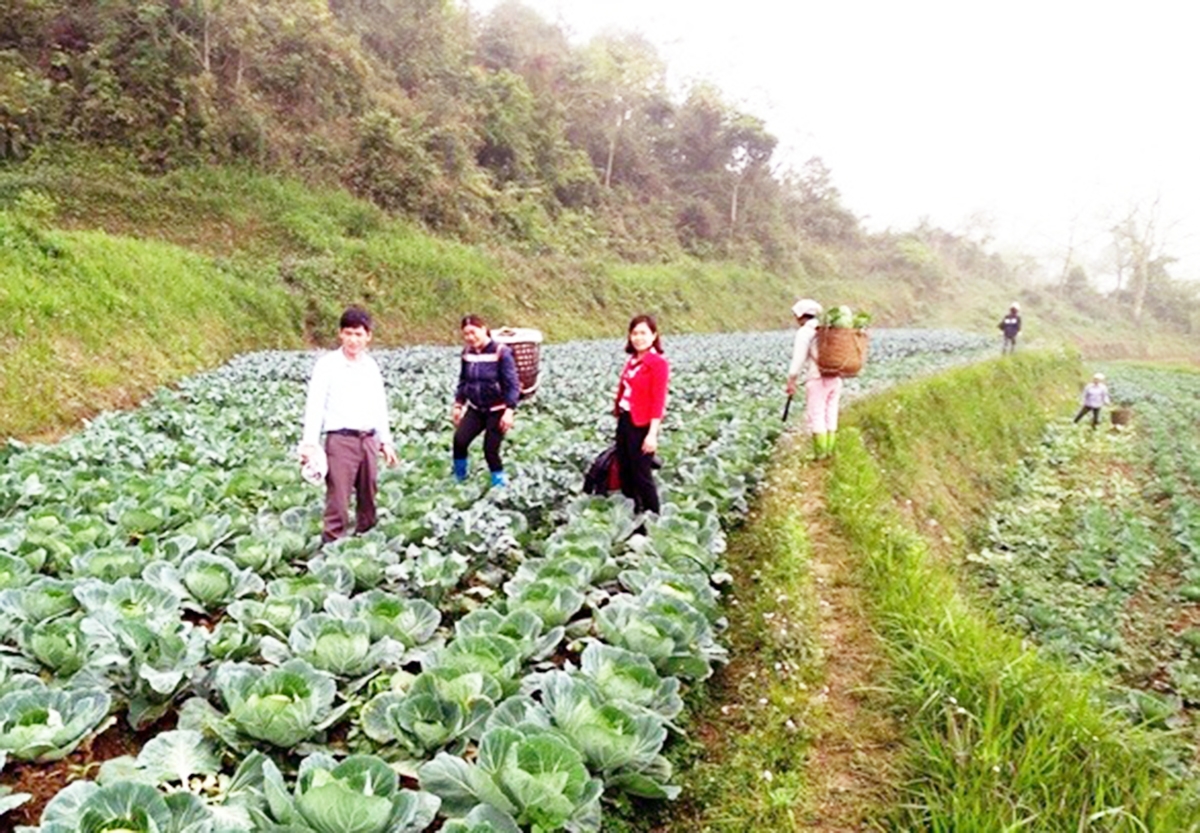 Huyện sẽ tiếp tục mở rộng mô hình trồng rau VietGAP, thân thiện môi trường (Ảnh TL).