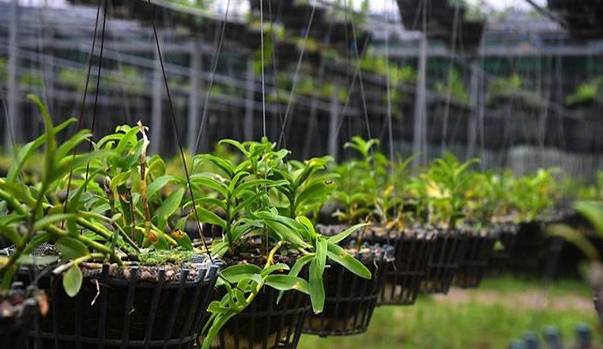 Thị trường lan đột biến đang sốt ảo. (Ảnh minh hoạ: Int)