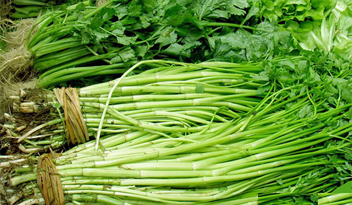 Nhờ thơm ngon đặc trưng, rau cần Yên Hòa được thị trường ưa chuộng (Ảnh TL).