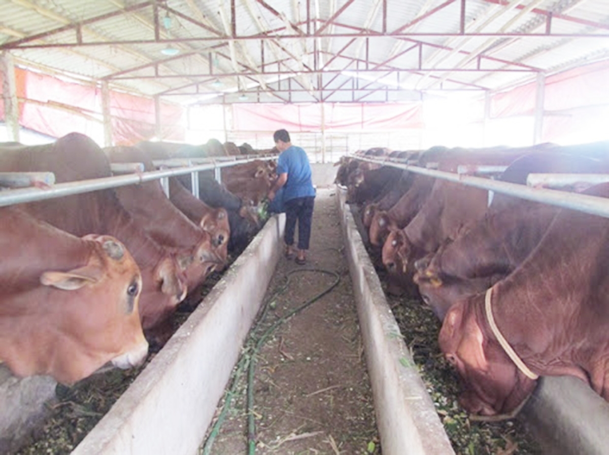 Các mô hình chăn nuôi sẽ được xã hỗ trợ phát triển theo hướng hàng hóa (Ảnh TL).