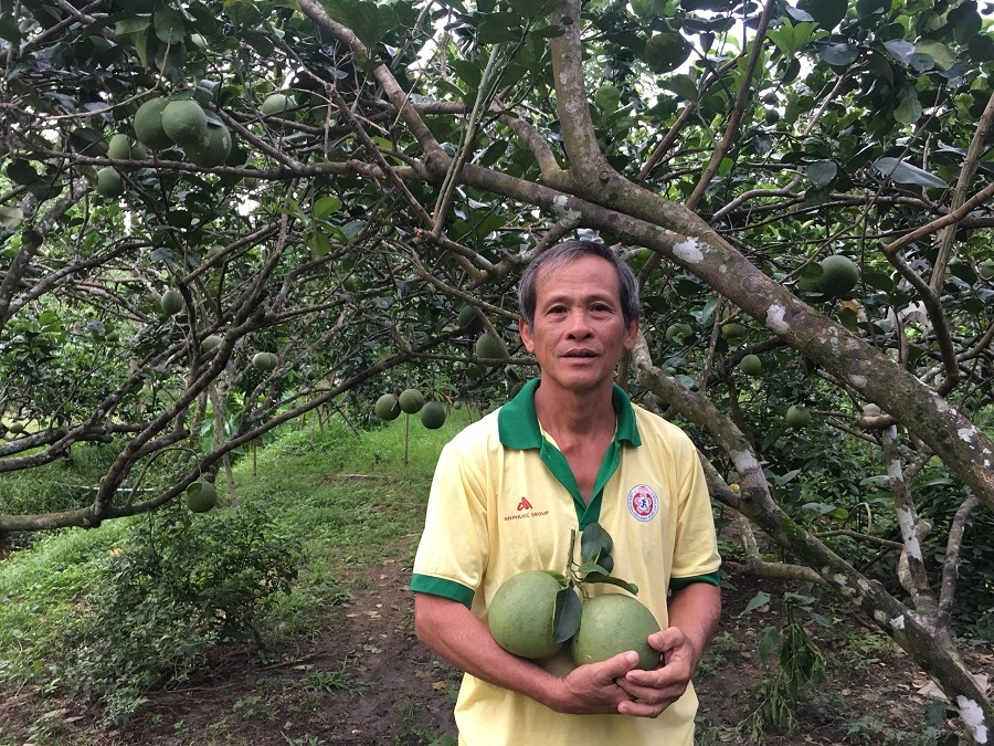 Dù đã liên kết với doanh nghiệp nhưng thành viên HTX Bưởi da xanh Bến Tre vẫn lo lắng vì biến đổi khí hậu đang tác động đến quá trình sản xuất và mong muốn có sự chia sẻ của doanh nghiệp.