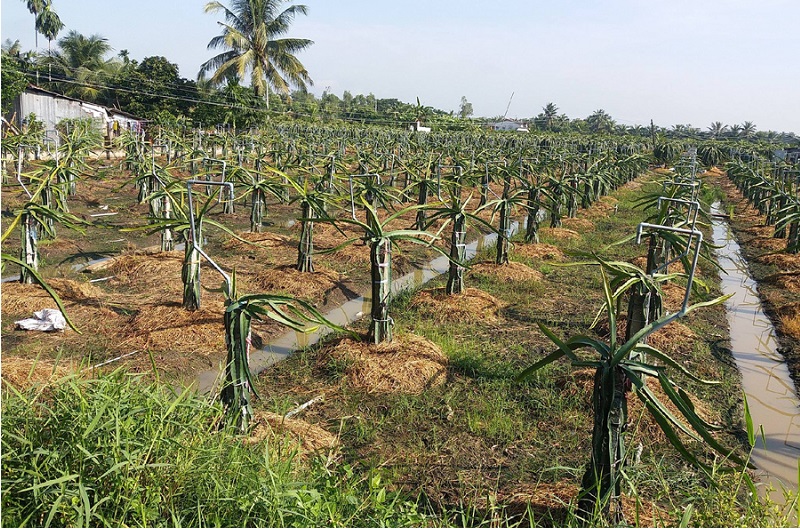 Vườn thanh long được đầu tư bài bản với hệ thống tưới tiết kiệm nước đồng bộ.