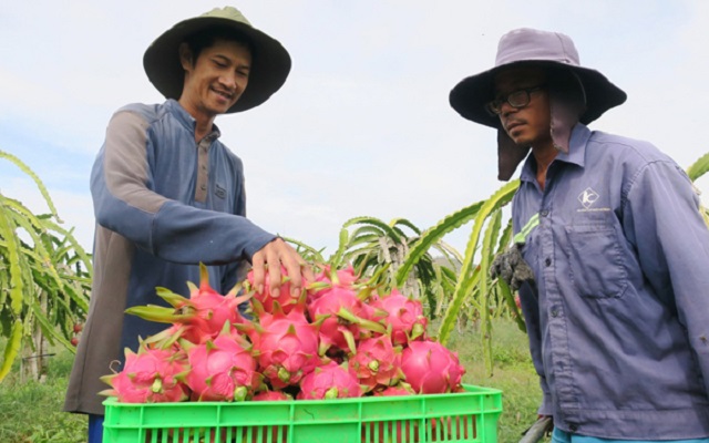 Trồng theo tiêu chuẩn GlobalGAP, thanh long đảm bảo không có dư lượng phân bón, thuốc bảo vệ thực vật trước khi xuất ra thị trường.