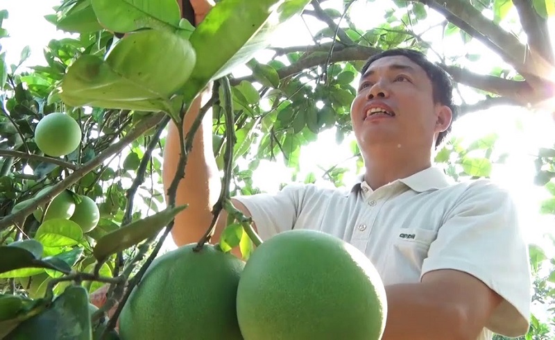 Bưởi là một trong những sản phẩm chủ lực của HTX Mỹ Tân.