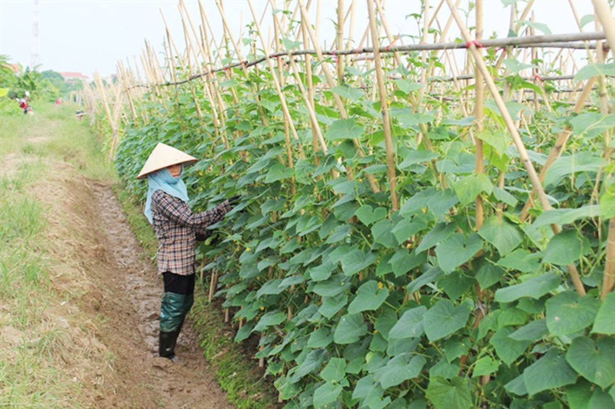 Mô hình trồng dưa chuột hữu cơ đang cho hiệu quả tích cực ở Sơn Dương (Ảnh TL).