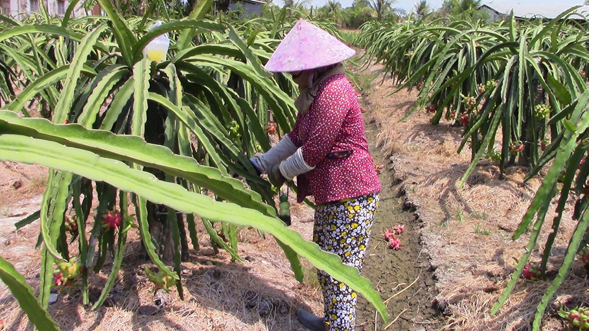 Các mô hình trồng thanh long ở Tân Trụ đang cho giá trị kinh tế cao (Ảnh TL).