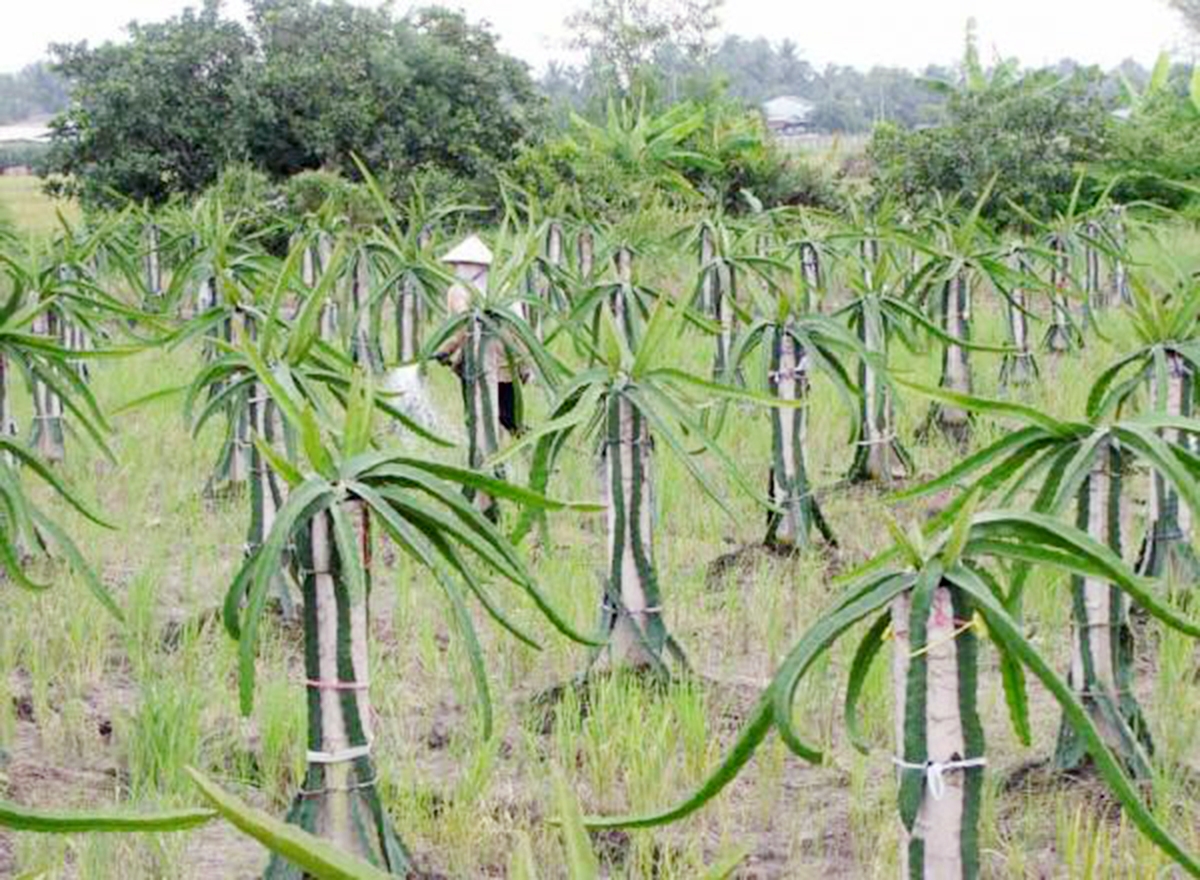 Thời gian tới, huyện sẽ chủ động siết lại quy hoạch để đảm bảo tính bền vững của mô hình (Ảnh TL).