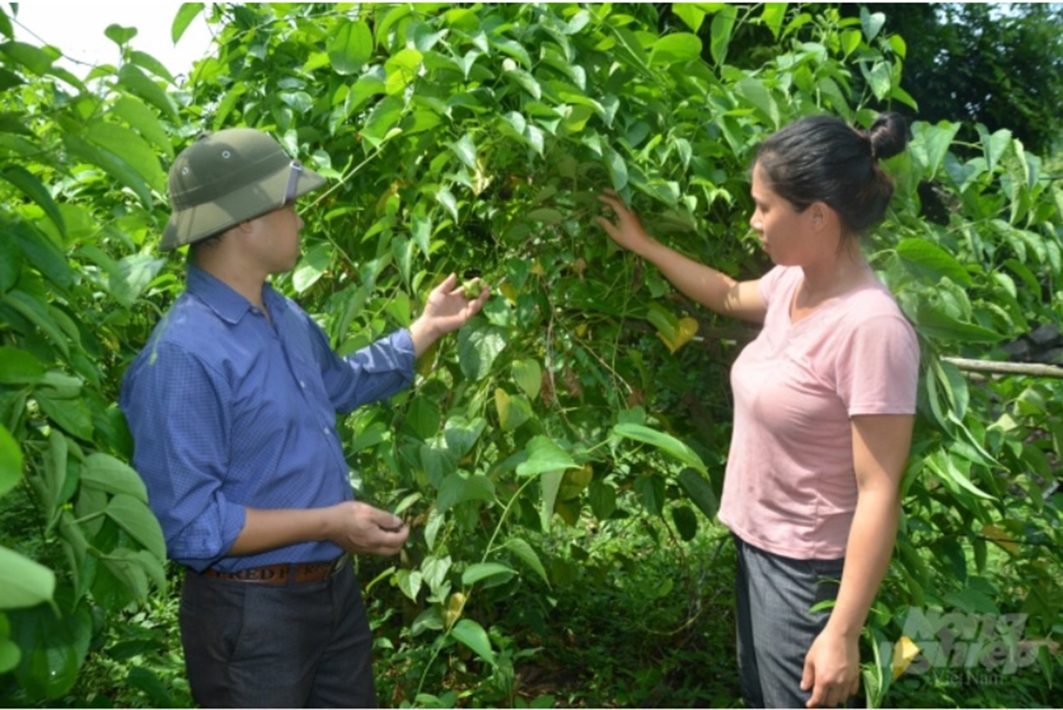 Mô hình trồng sa chi của HTX Lương Thiện cho thấy nhiều triển vọng (Ảnh TL).