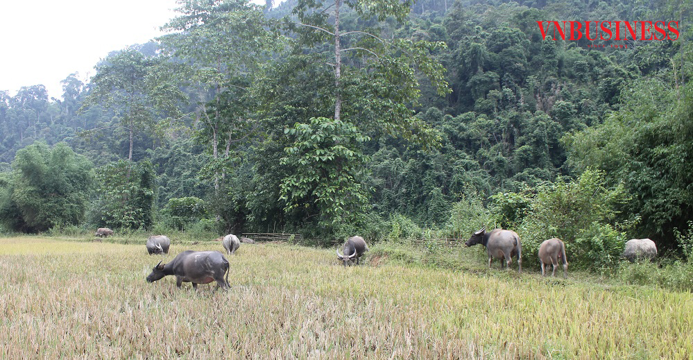 Người dân Đan Lai hiện nay đã biết chăn nuôi gia súc, gia cầm.