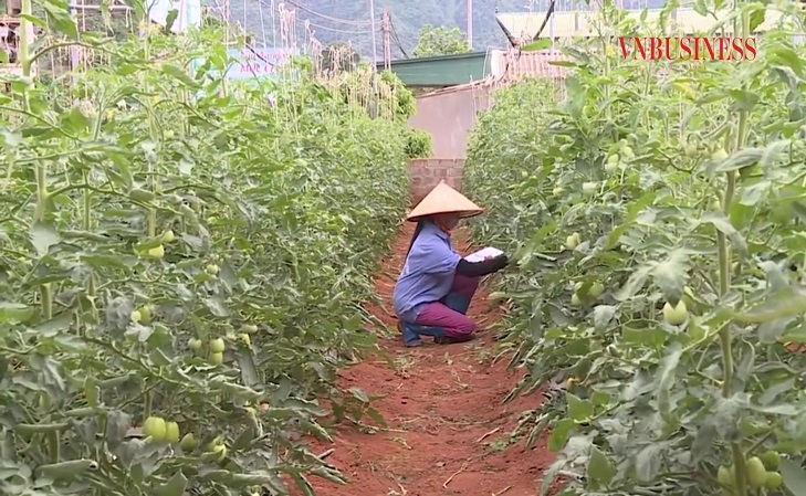 HTX rau an toàn Đông Sang (Mộc Châu) rất mong nhận được sự hỗ trợ trong việc xúc tiến thương mại.