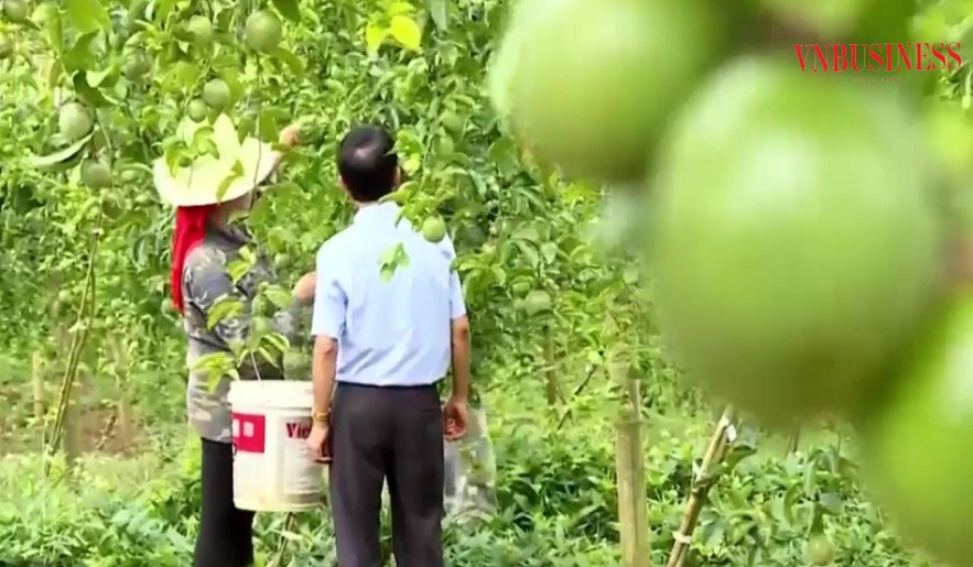 Chanh leo là một trong những cây trồng cho giá trị kinh tế cao tại xã Chiềng Khừa.