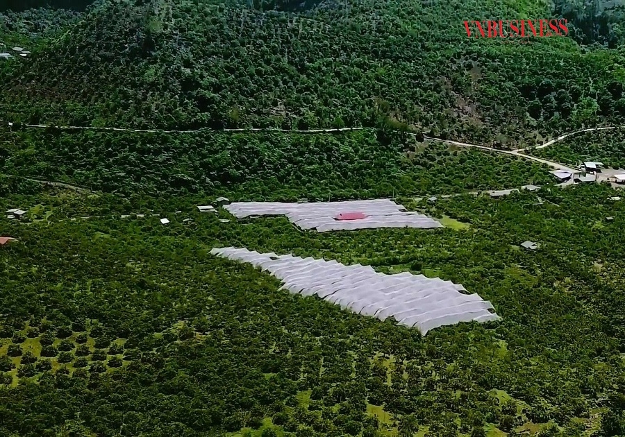 Xã Vân Hồ đang phủ xanh các ngọn đồi bằng cách trồng cây ăn quả, trong đó có một phần diện tích được đầu tư theo hướng công nghệ cao.