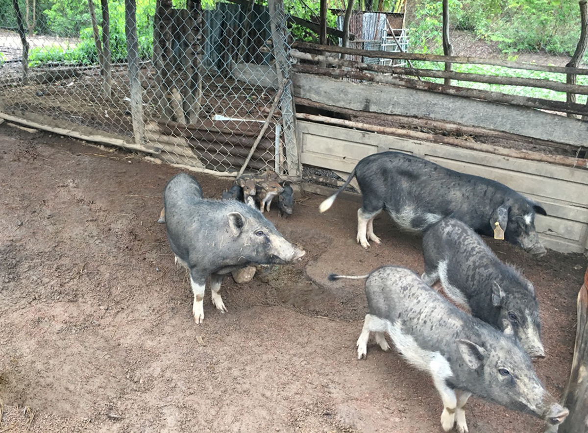 Mô hình sẽ tiếp tục được xã nhân rộng do có hiệu quả kép về kinh tế, môi trường (Ảnh TL).