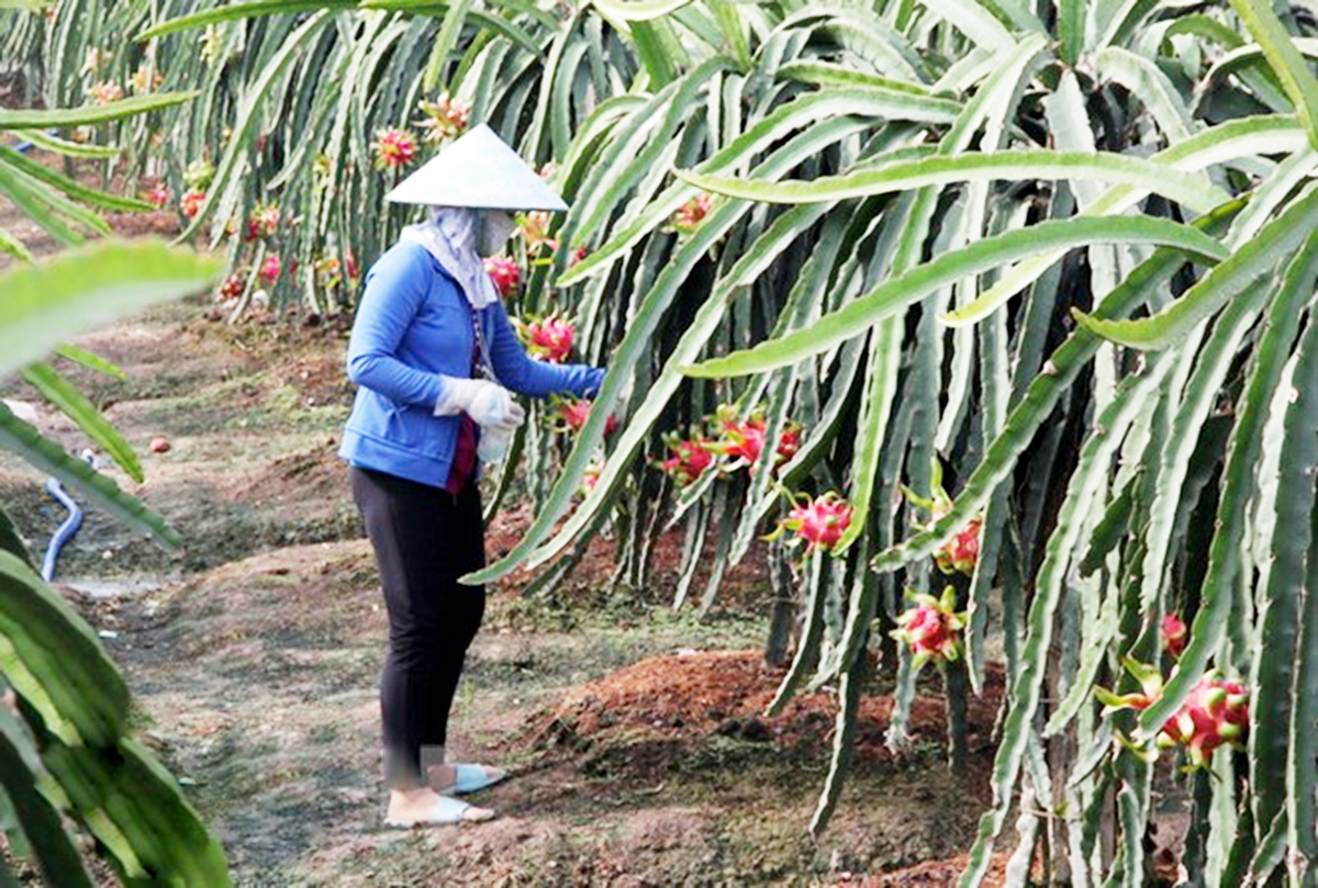 Cần thêm những động lực để nông nghiệp huyện Bắc Bình bứt lên (Ảnh TL).