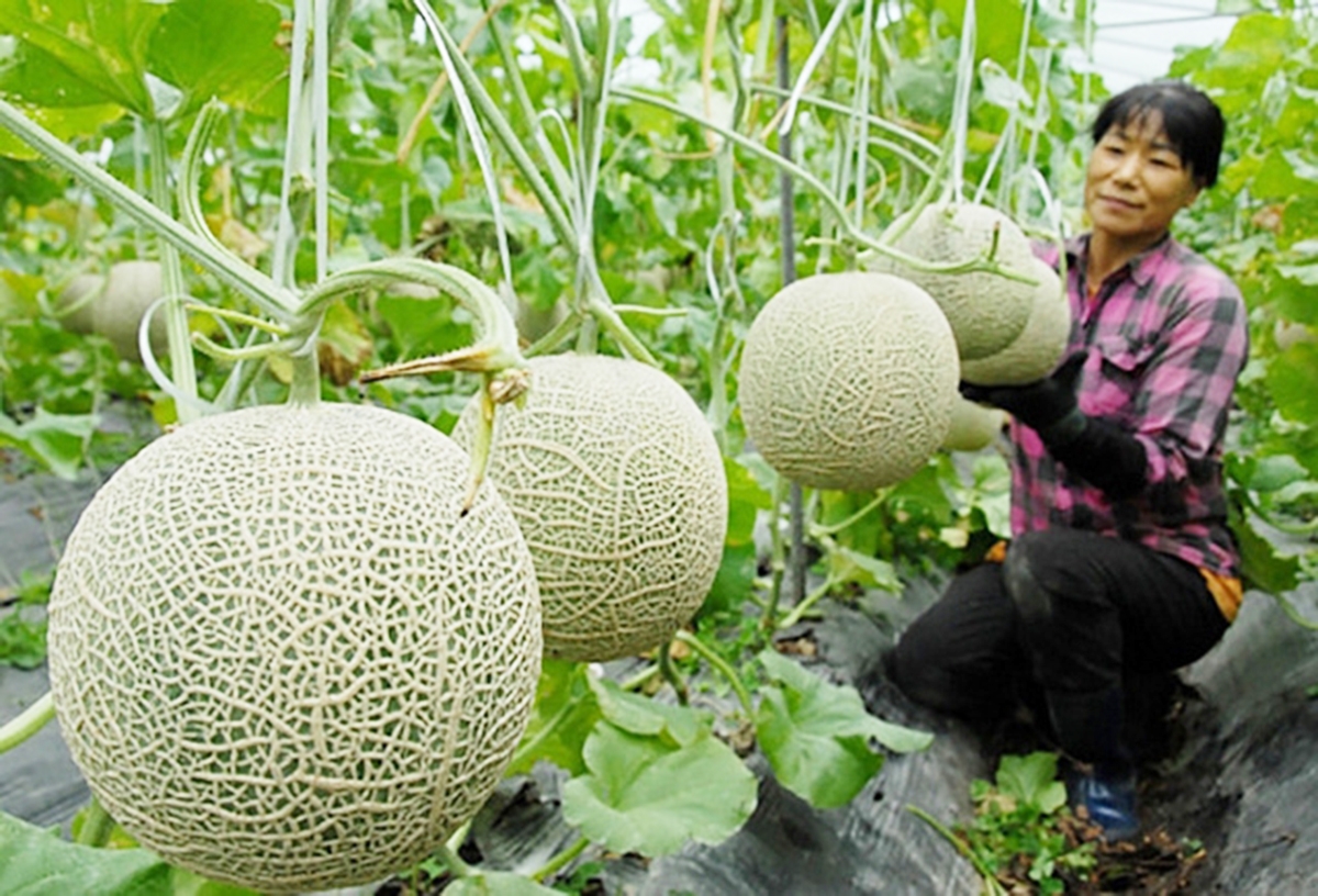 Giá trị trồng trọt sẽ được nâng lên nhờ ứng dụng công nghệ cao (Ảnh TL).