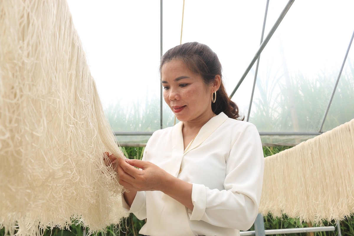 HTX Tài Hoan sẽ bao tiêu cho khoảng 500 hộ dân tộc thiểu số với diện tích 70ha, sản lượng 4.200- 4.500 tấn củ dong riềng/năm.