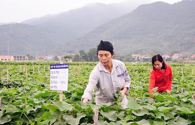 Mô hình HTX sản xuất rau an toàn tại Vĩnh Phúc.