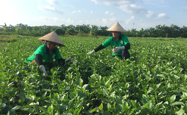 Đời sống người dân ngày càng nâng cao nhờ phát triển mô hình trồng rau theo tiêu chuẩn VietGAP.
