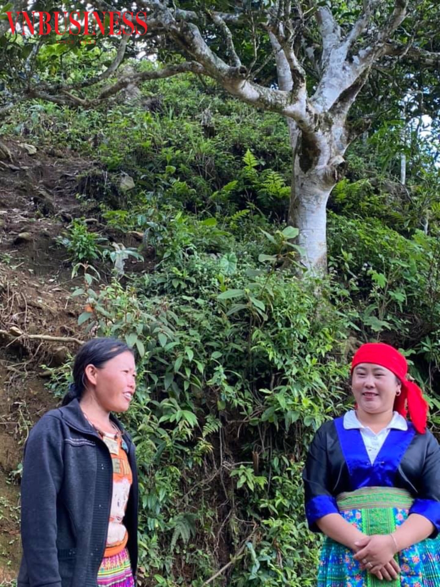 Mùa Thị Tồng (bên phải), cô gái người Mông 28 tuổi là hướng dẫn viên nhiệt tình cho đoàn công tác, chị cũng là một trong những thành viên tích cực của Công ty trà và đặc sản Tây Bắc hướng dẫn đồng bào người Mông thu hái, chăm sóc chè.