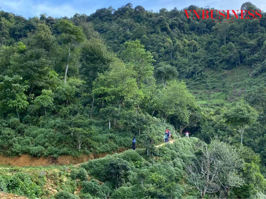 Du khách thăm quan rừng chè cổ bản Bẹ, đây là mô hình kinh doanh bền vững kết hợp thăm rừng chè cổ và du lịch cộng đồng.