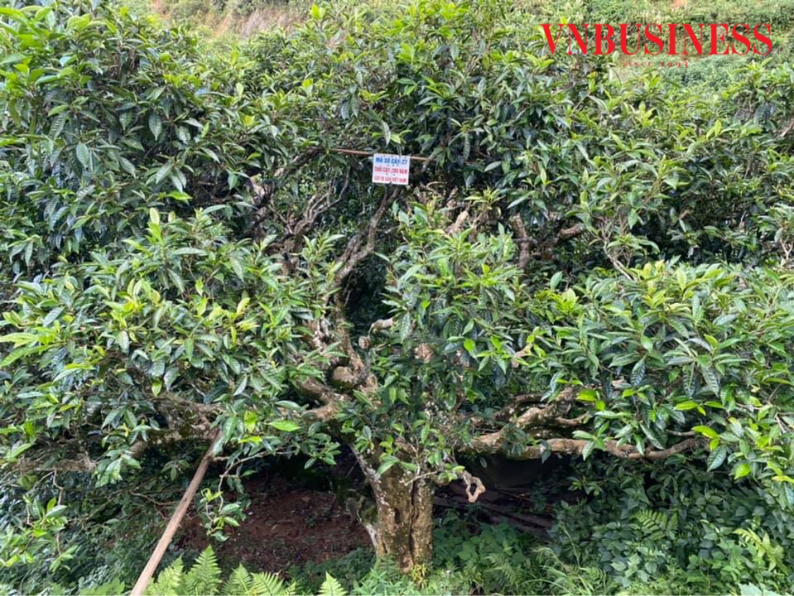 Cây chè cổ thụ 280 năm được đánh giá là cây di sản được bảo tồn.