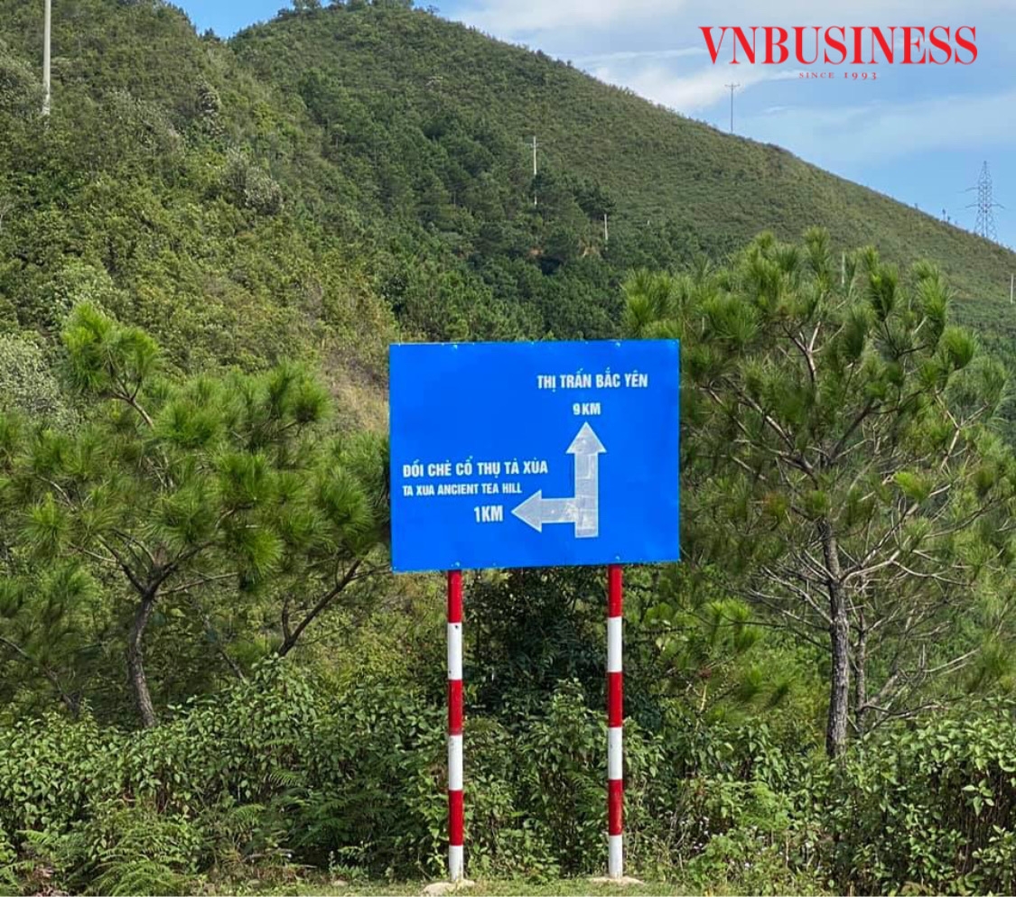 Đồi chè cổ thụ Tà Xùa đã định hướng giúp cuộc sống của bà con người Mông bớt cơ cực.