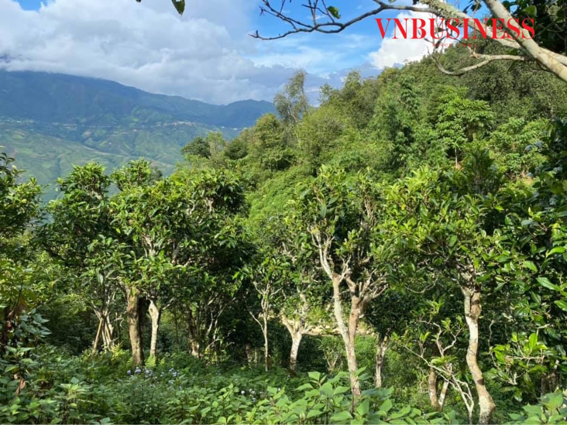 Theo những người già ở Tà Xùa, rừng chè cổ được mọc bên khe núi sẽ cho chất lượng trà tốt nhất.