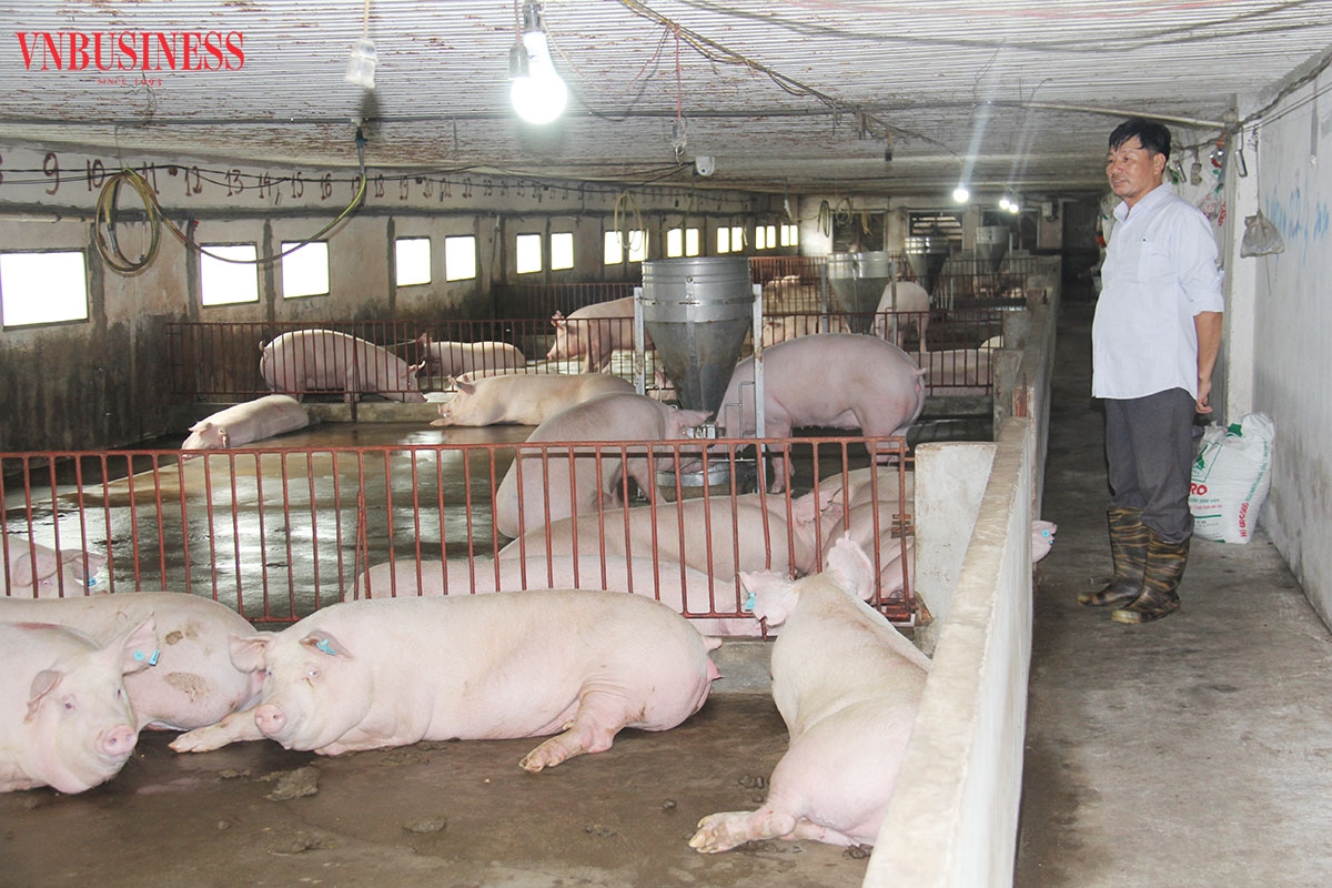 Ông Trịnh Duy Tân, Chủ tịch HĐQT, Giám đốc HTX chăn nuôi Tân Tiến cho biết, gia đình ông có kinh nghiệm 10 năm nuôi trang trại lợn.