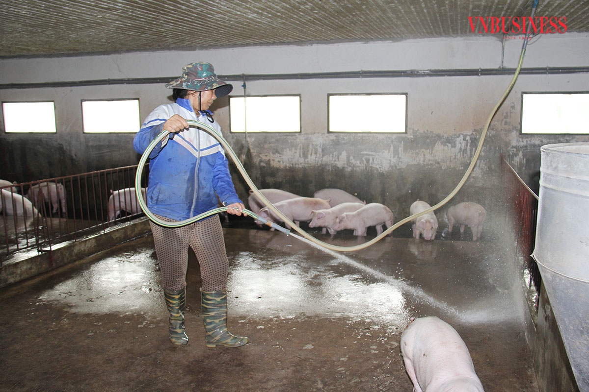Chuồng trại sạch sẽ là một trong những biện pháp bảo vệ đàn lợn hạn chế bị dịch bệnh.