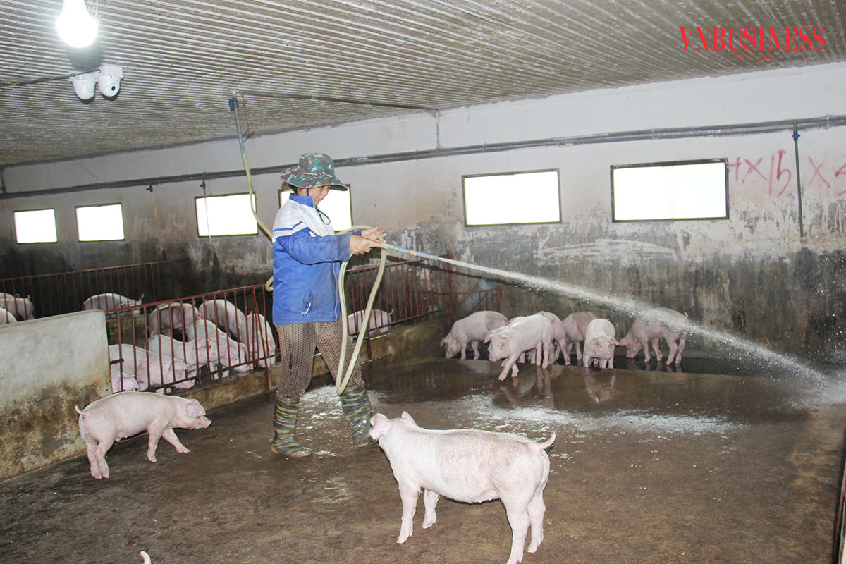 Được hỗ trợ vay vốn ưu đãi từ các Quỹ tín dụng nhân dân, nhiều thành viên đã phát triển chăn nuôi, làm giàu cho chính mình.