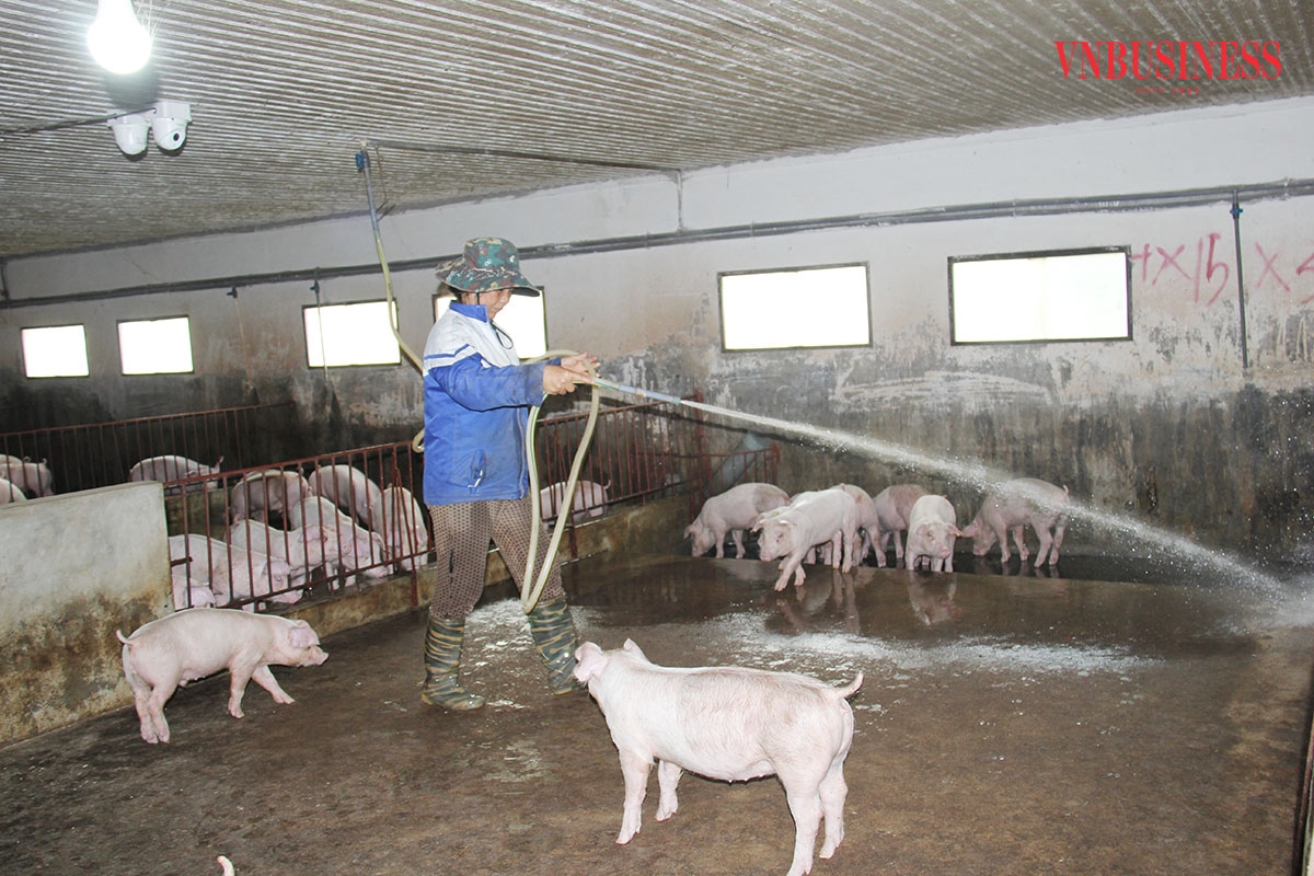 Được hỗ trợ vay vốn ưu đãi từ các Quỹ tín dụng nhân dân, nhiều thành viên đã phát triển chăn nuôi, làm giàu cho chính mình.