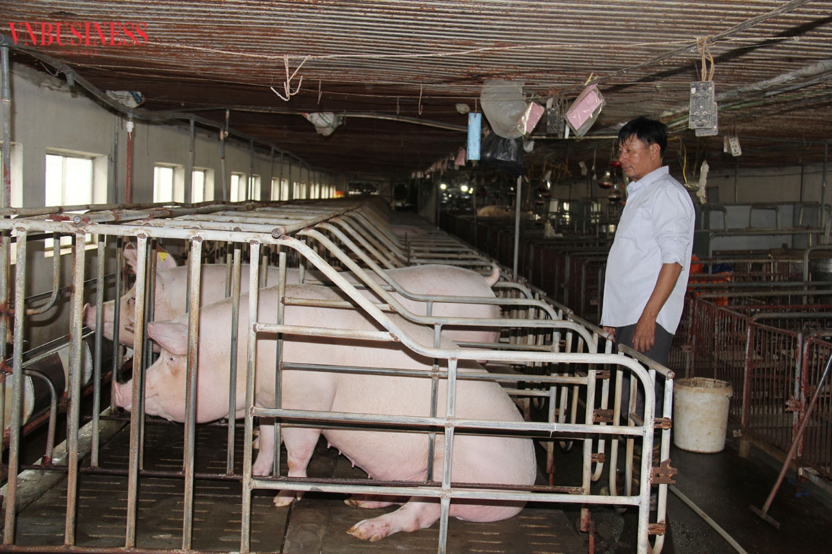 Ông Trịnh Duy Tân đang kiểm tra đàn lợn mẹ chuẩn bị sinh sản.