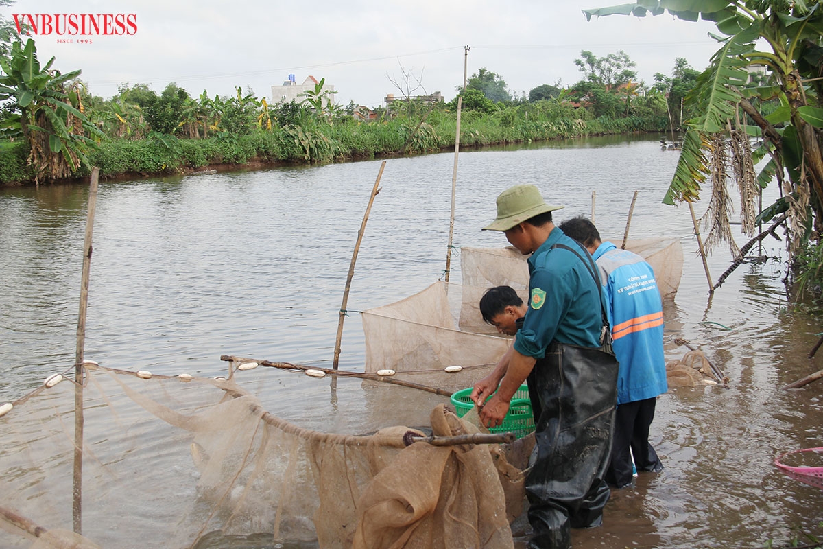 Anh Nguyễn Văn Thảnh và người lao động của HTX Như Hòa đang đánh bắt cá để chuyển sang ao nuôi cho phù hợp.