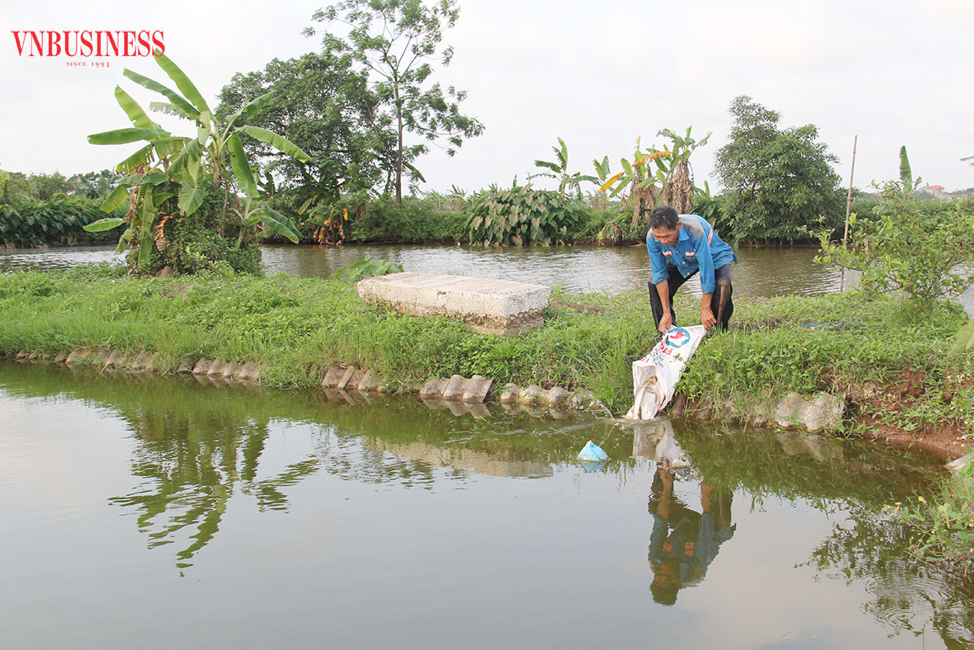 Người lao động của HTX Như Hòa đang chuyển đổi cá sang ao nuôi mới để tăng trọng lượng nhanh hơn.
