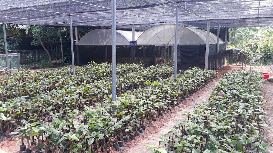 Phát triển cây dược liệu đang là thế mạnh của huyện miền núi Tam Đảo.