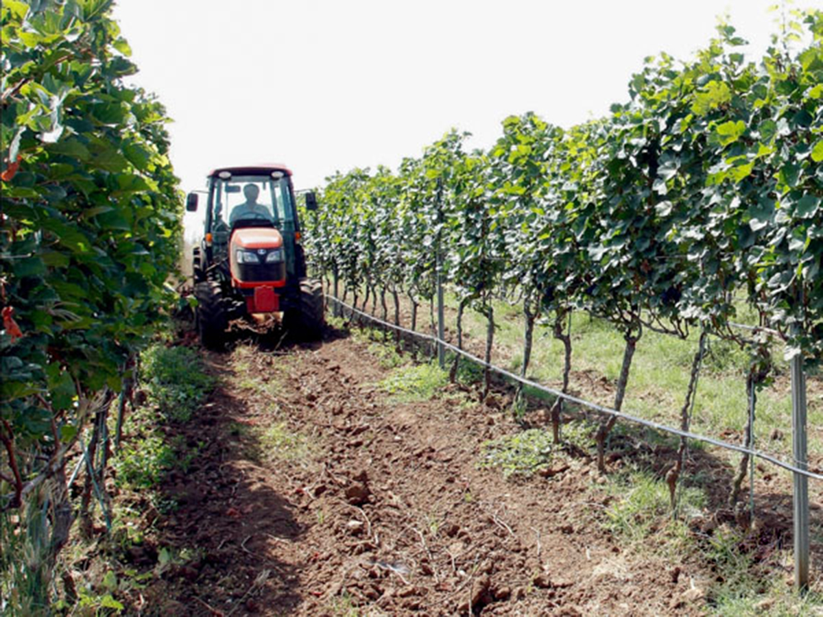 Mô hình trồng nho công nghệ cao đang cho thấy tiềm năng phát triển mạnh ở Mỹ Sơn (Ảnh TL).