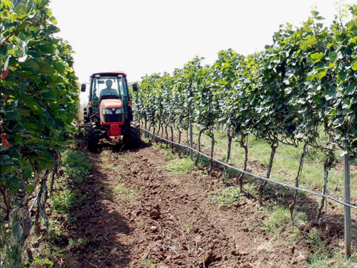 Mô hình trồng nho công nghệ cao đang cho thấy tiềm năng phát triển mạnh ở Mỹ Sơn (Ảnh TL).