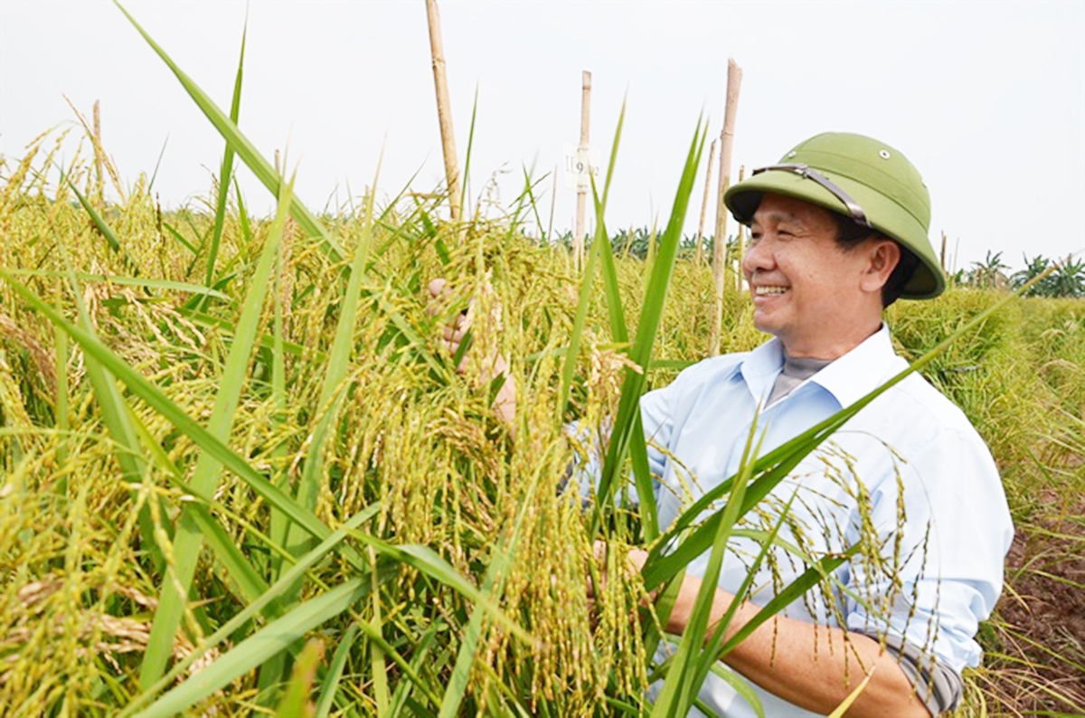 HTX sản xuất hữu cơ, ứng dụng khoa học - kỹ thuật để góp phần phục tráng gạo truyền thống (Ảnh TL).