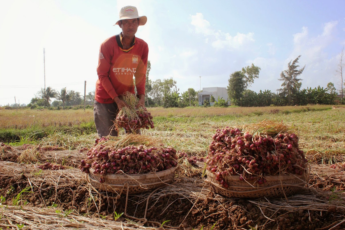 Hành tím trong nước rớt giá chưa từng có vì hành Trung Quốc giá siêu rẻ đổ bộ.