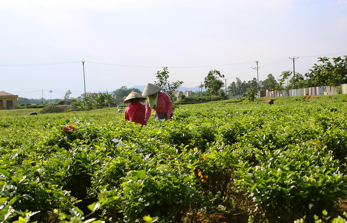 Các diện tích cây trồng kém hiệu quả sẽ tiếp tục được hỗ trợ chuyển đổi theo hướng hàng hóa (Ảnh TL).
